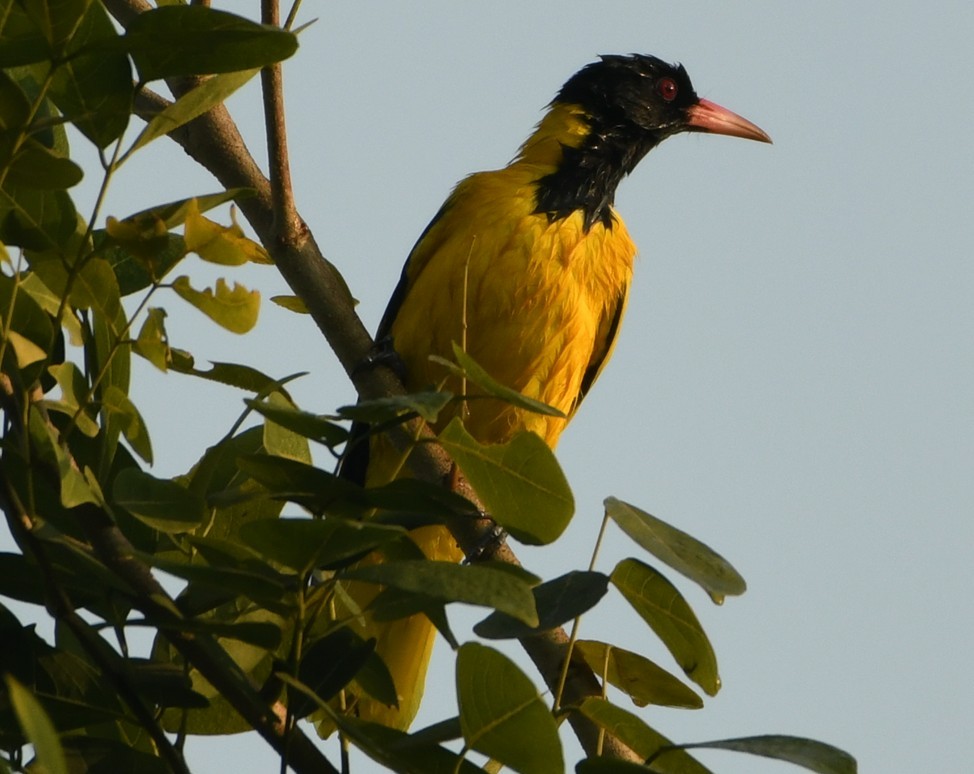 Black-hooded Oriole - ML645436043