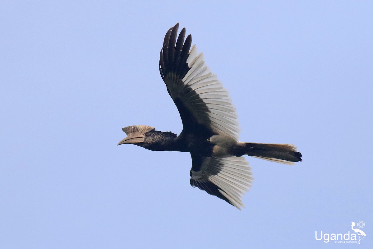 Black-and-white-casqued Hornbill - ML645436045