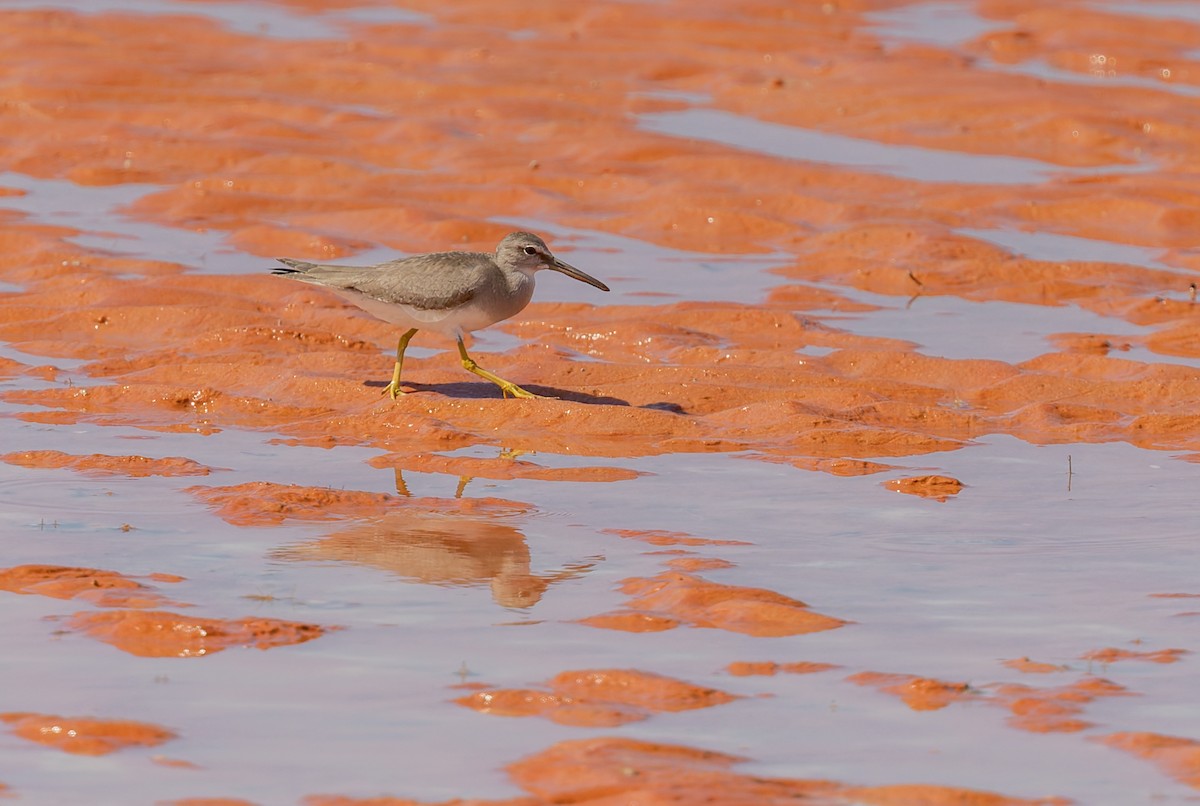 キアシシギ - ML645436057