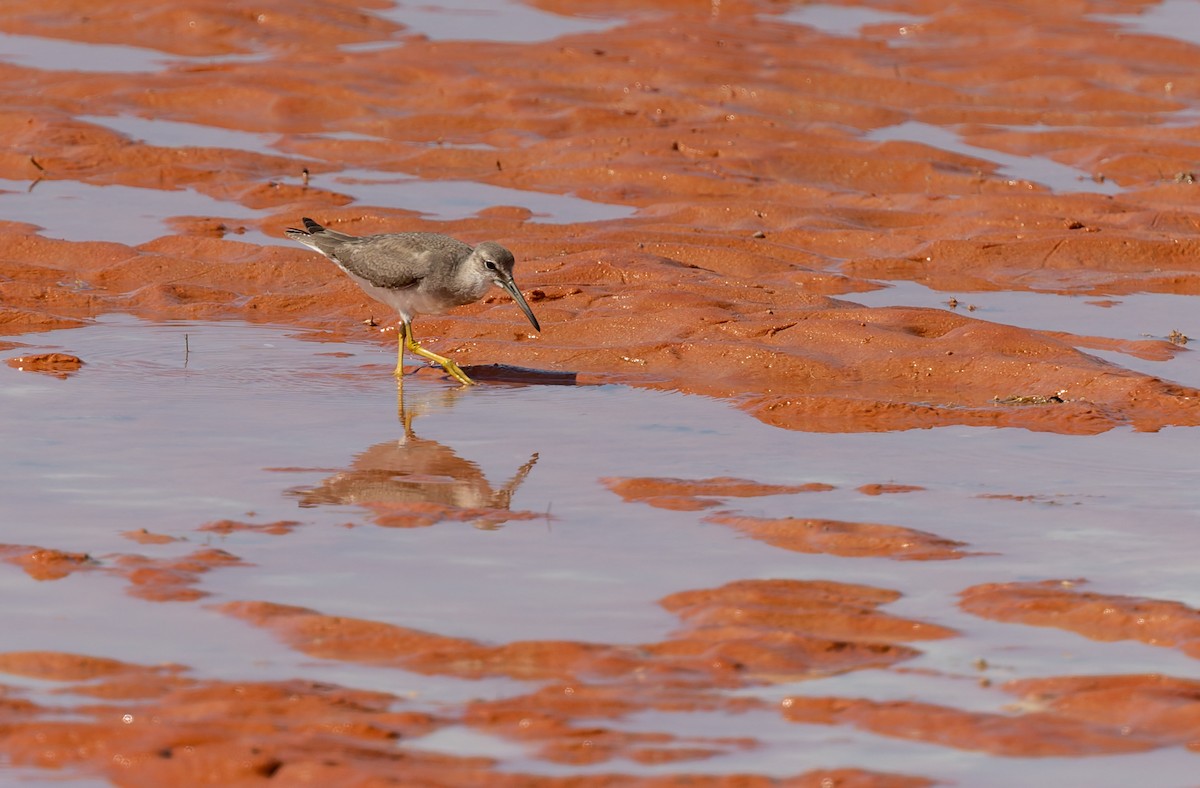 キアシシギ - ML645436058