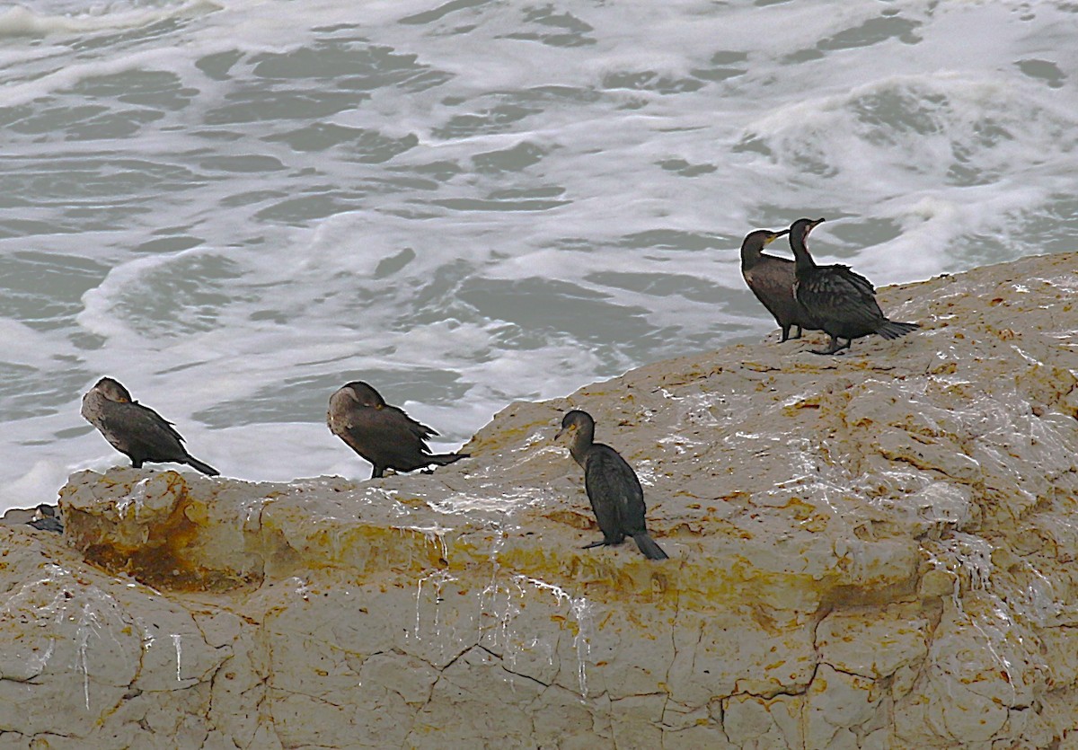 Японский баклан - ML645436059