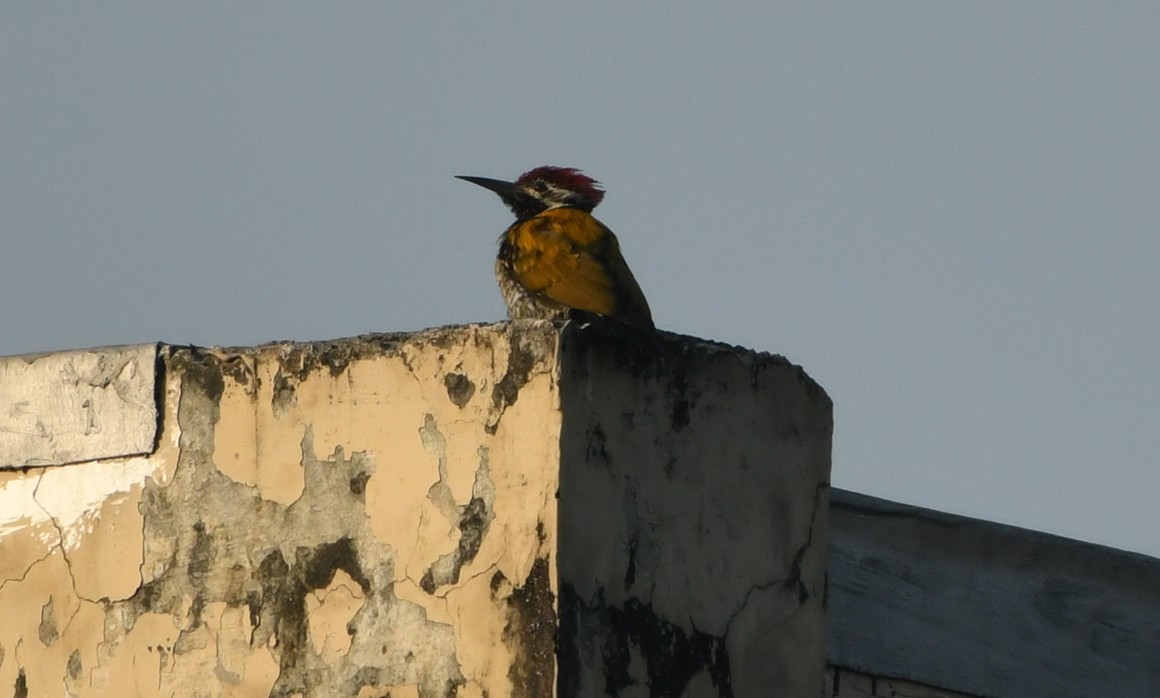 Black-rumped Flameback - ML645436062