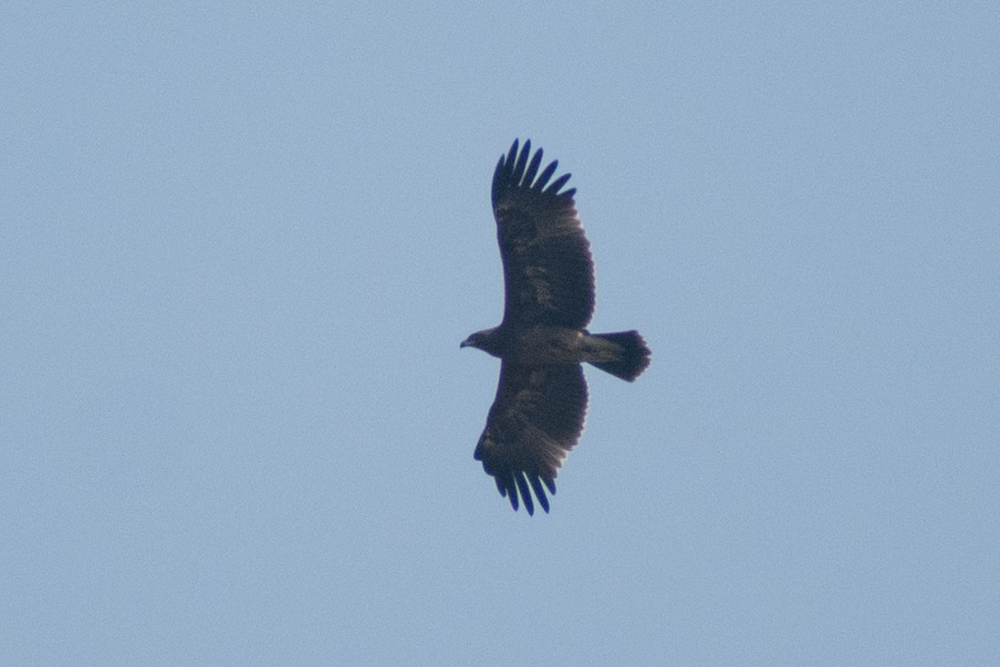 orel volavý - ML645436064