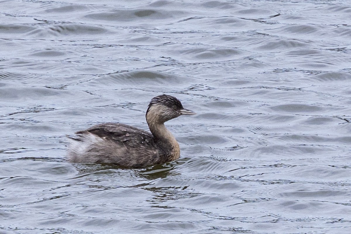 Hoary-headed Grebe - ML645436071