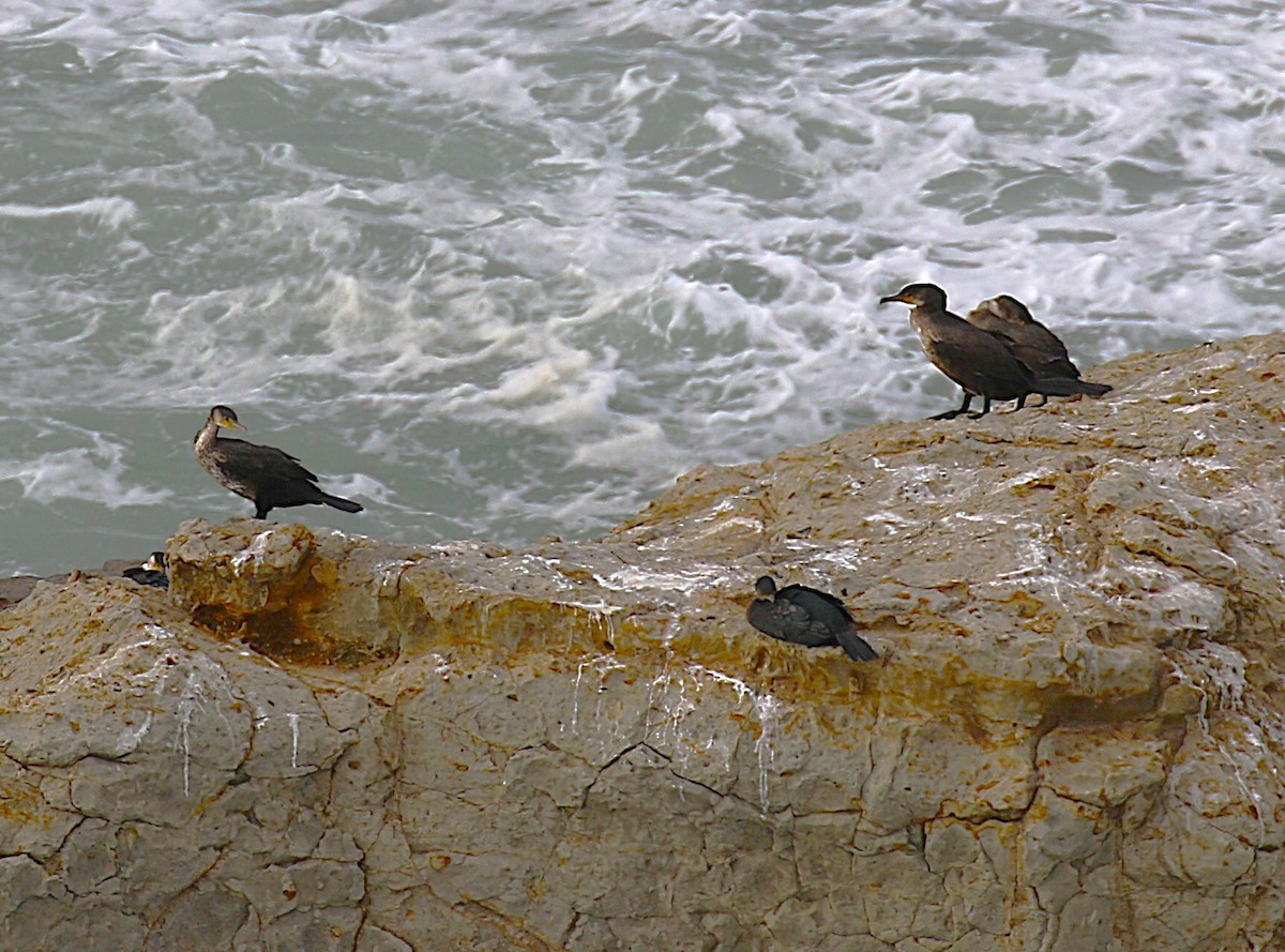 Японский баклан - ML645436074