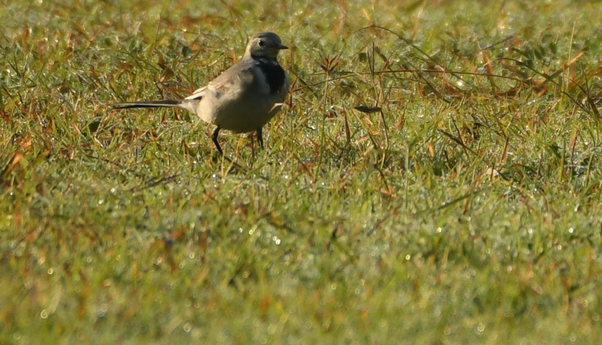 konipas bílý - ML645436084