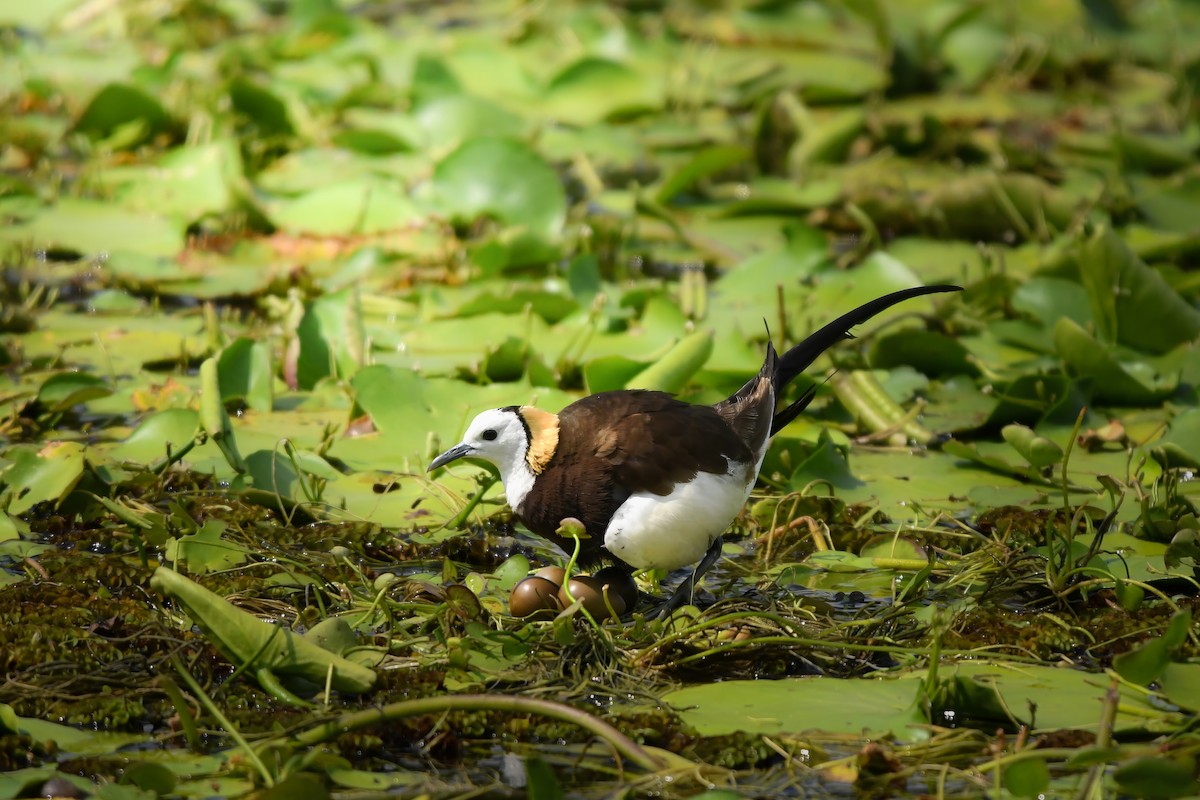 Pheasant-tailed Jacana - ML645436087