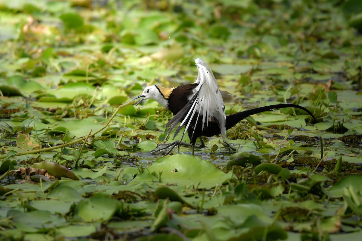 Pheasant-tailed Jacana - ML645436088