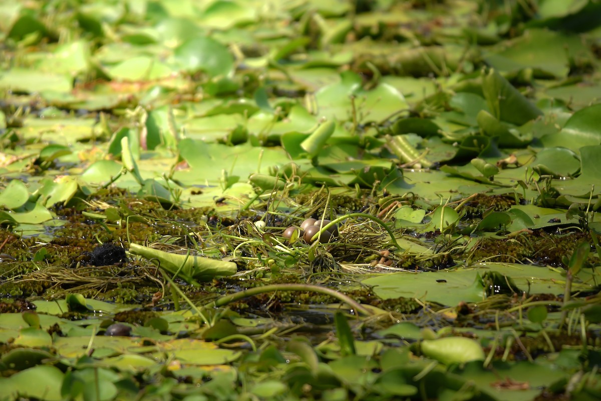 Pheasant-tailed Jacana - ML645436089