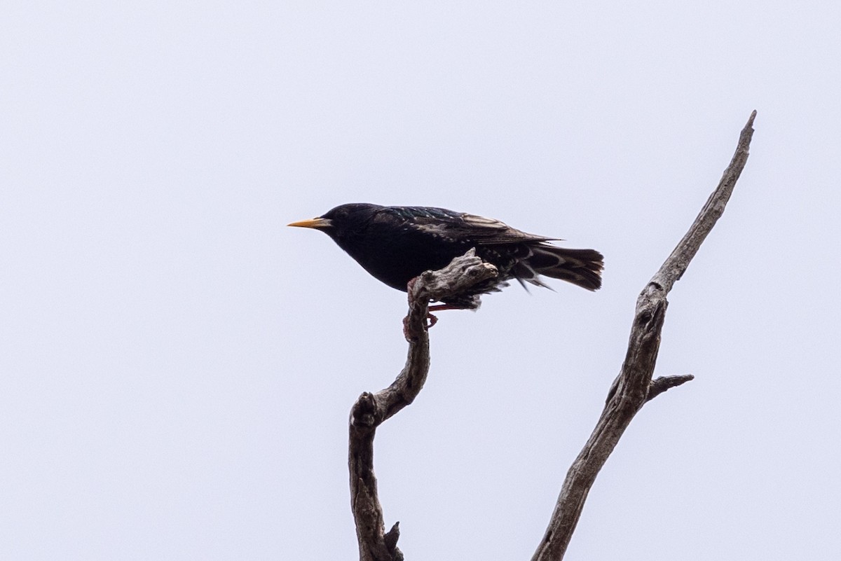 Шпак звичайний - ML645436090