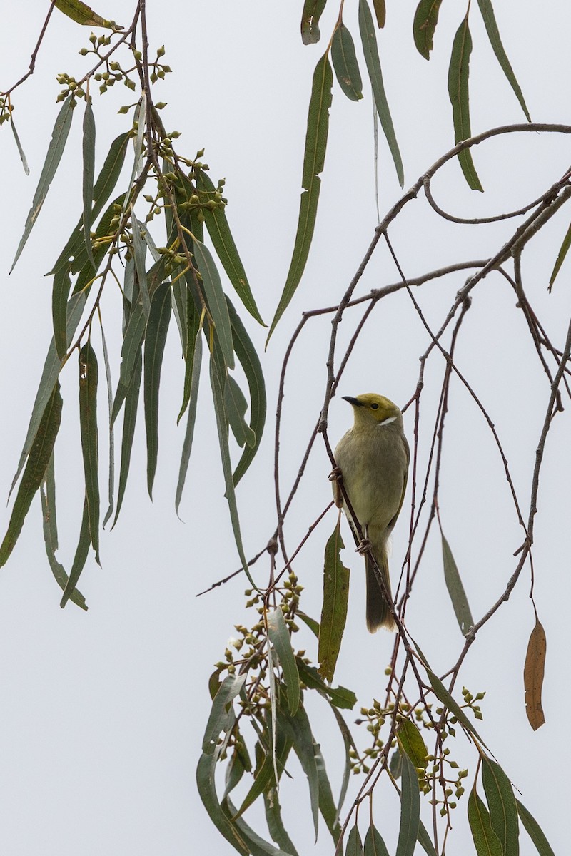 hvitsmykkehonningeter - ML645436100