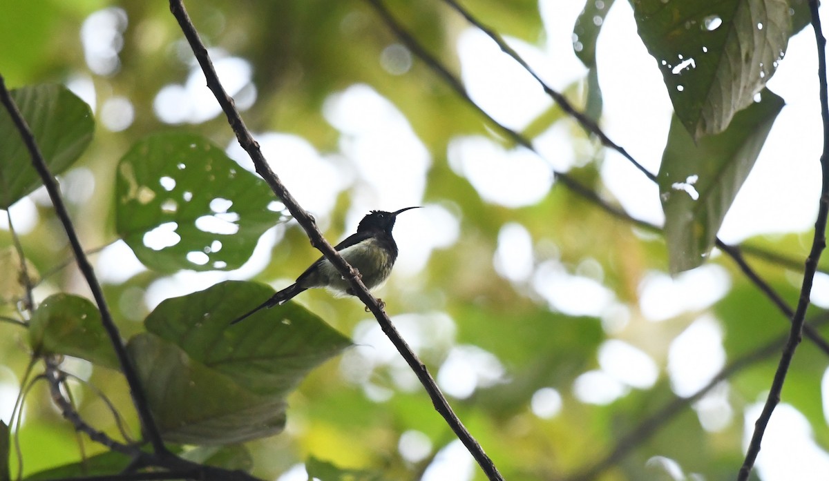 Black-throated Sunbird - ML645436101