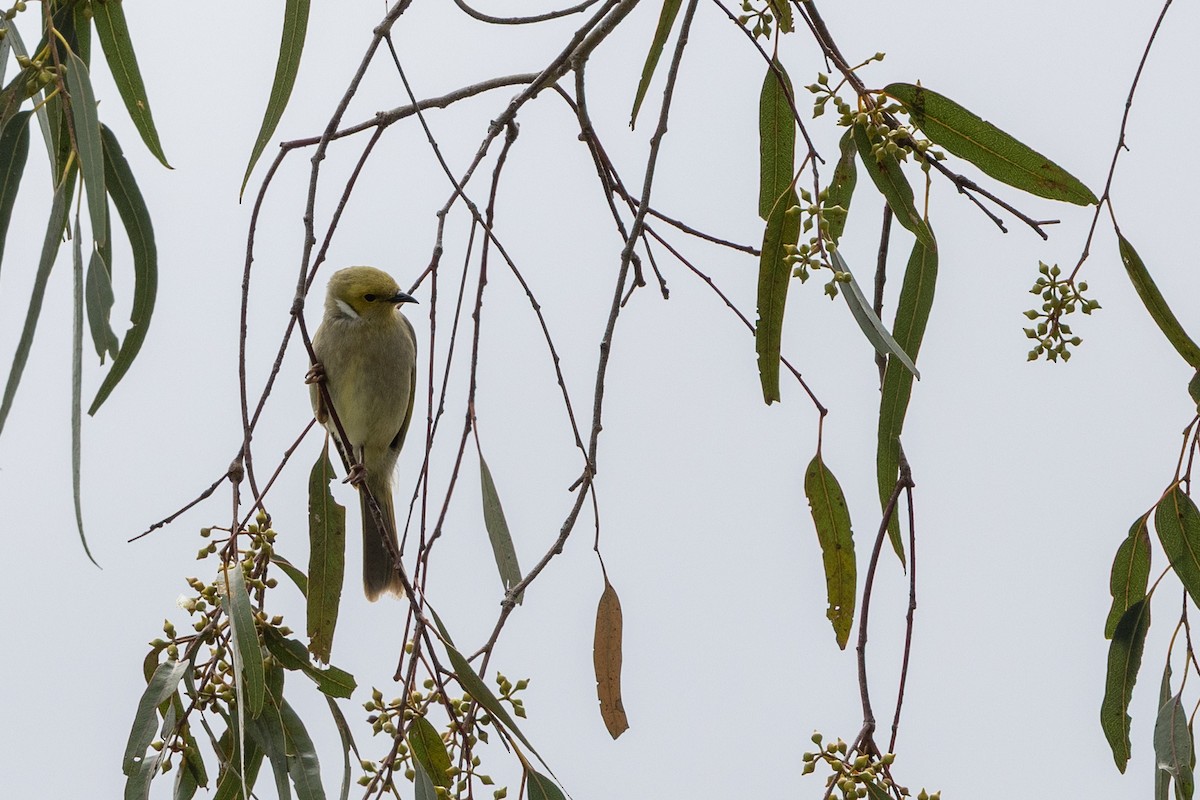 hvitsmykkehonningeter - ML645436102