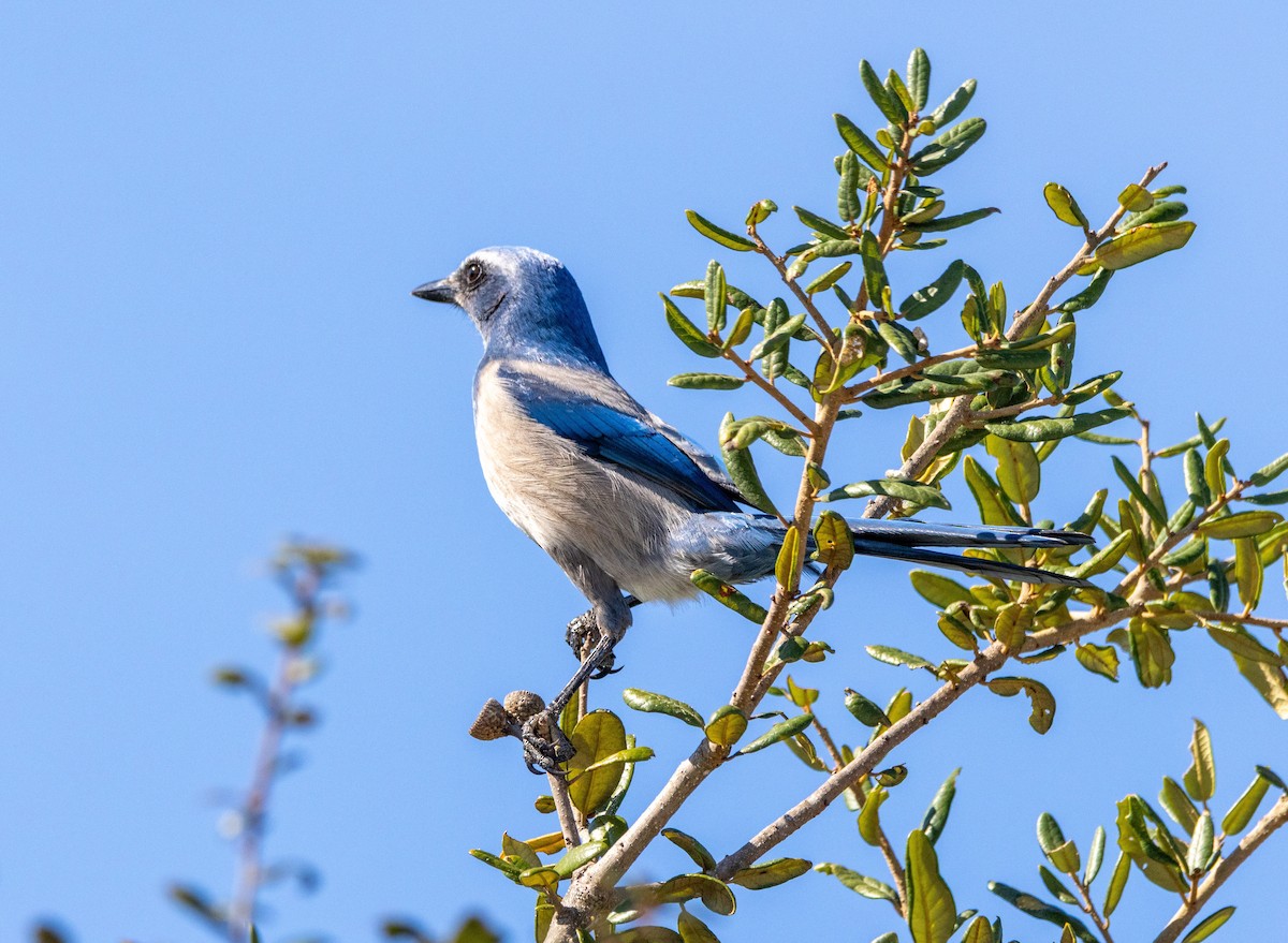 Florida Scrub-Jay - ML645436103