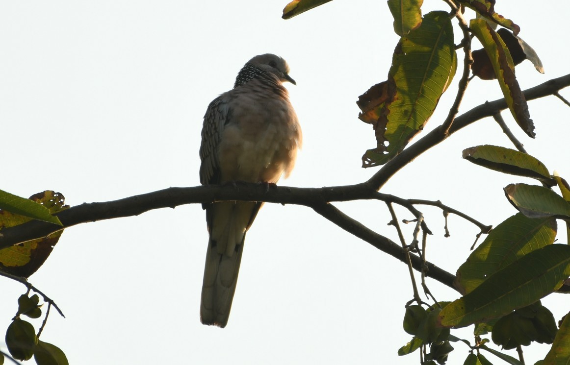 Spotted Dove - ML645436104