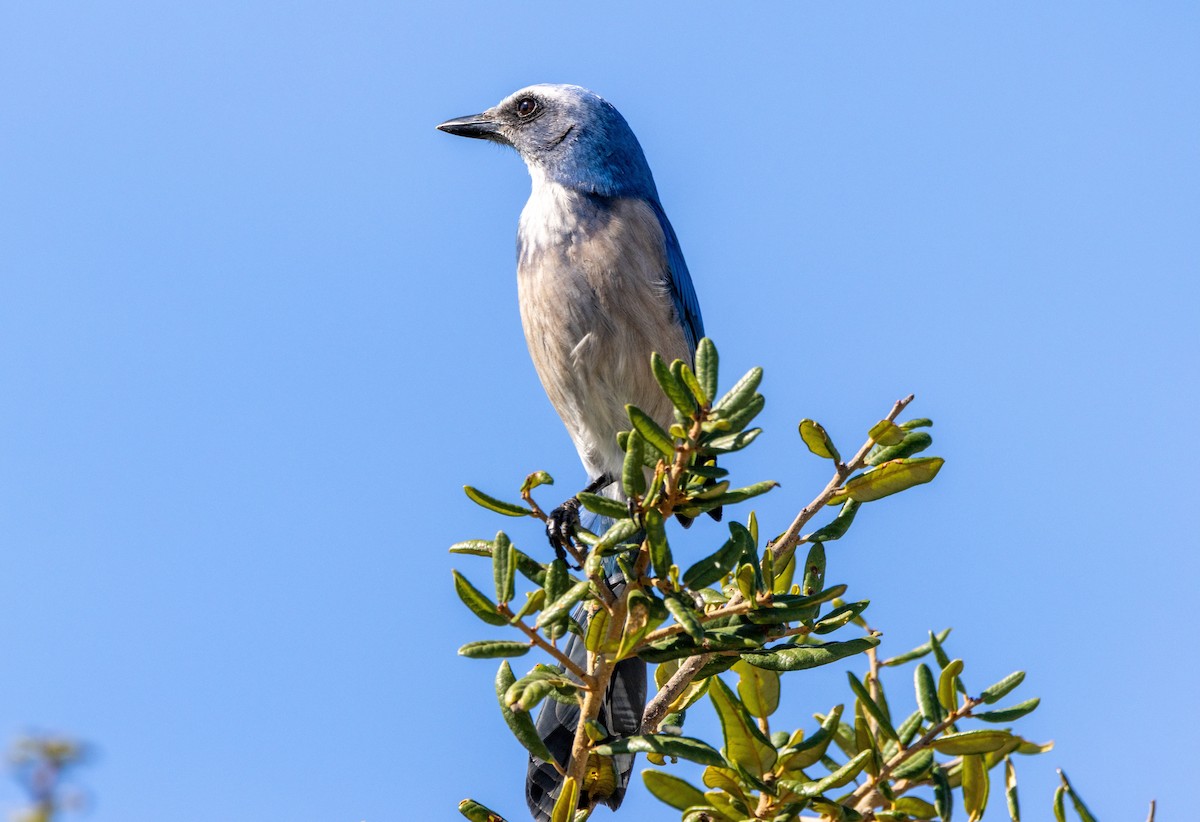 Florida Scrub-Jay - ML645436108