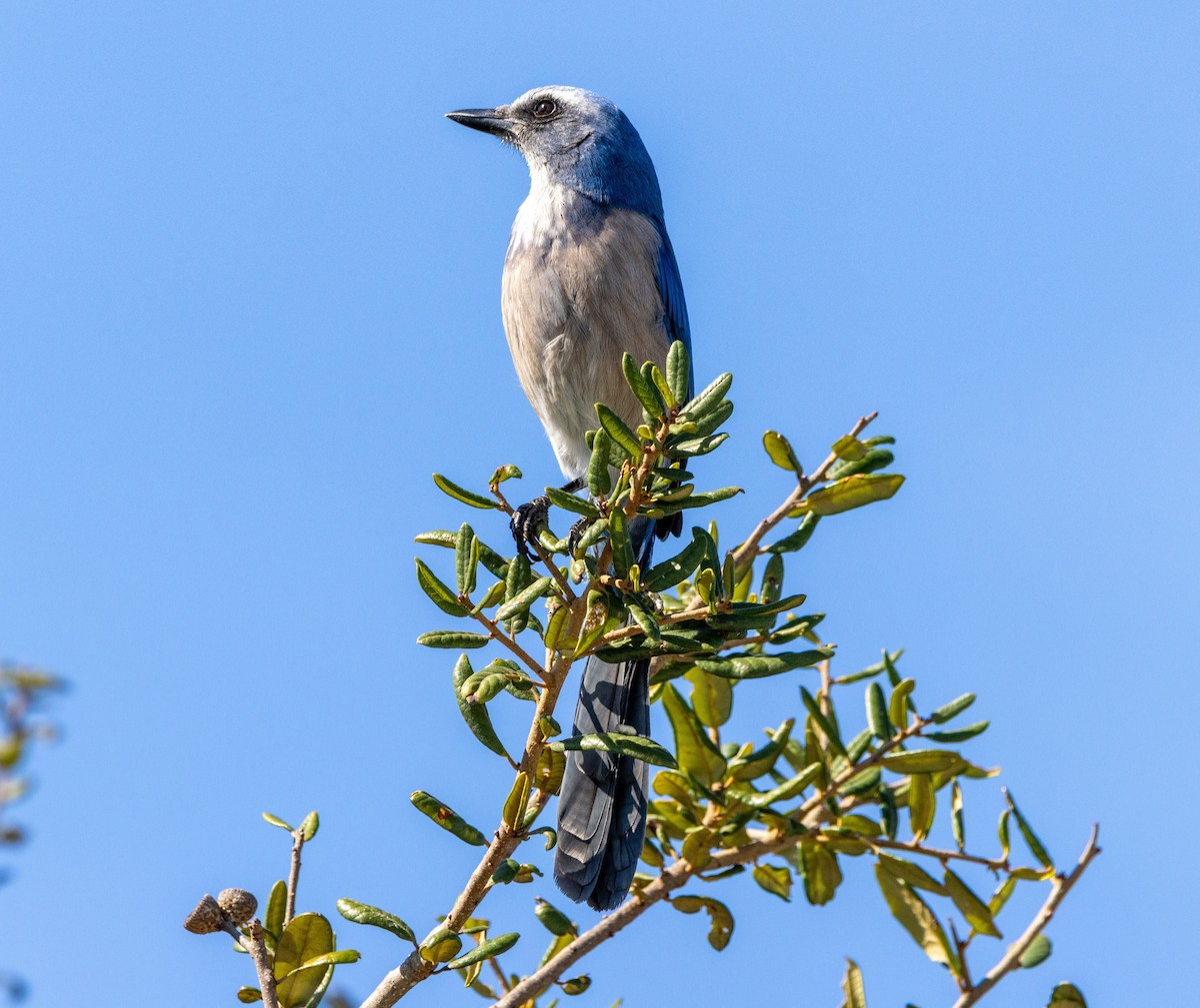 Florida Scrub-Jay - ML645436111