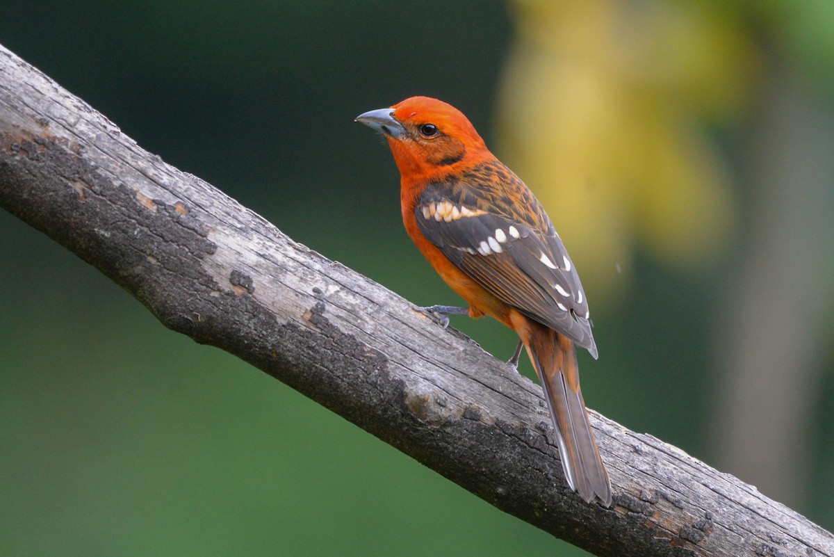 Flame-colored Tanager - ML645436120