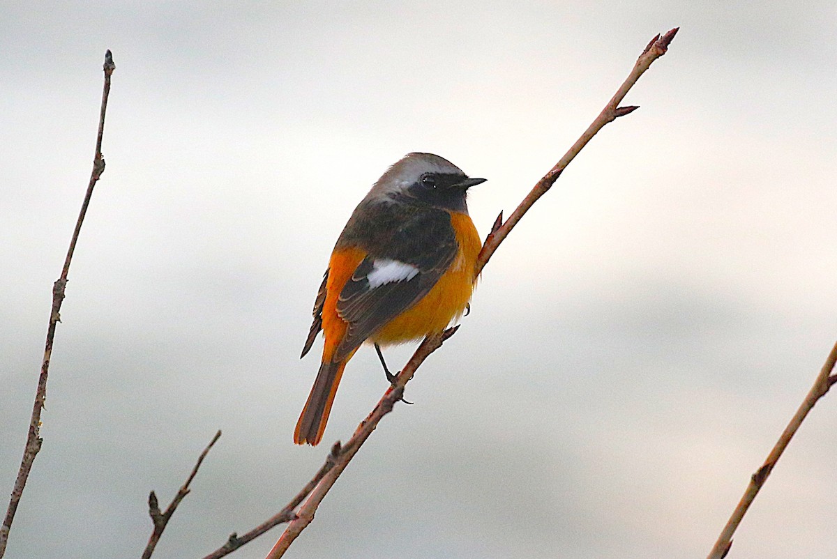 חכלילית סיבירית - ML645436146