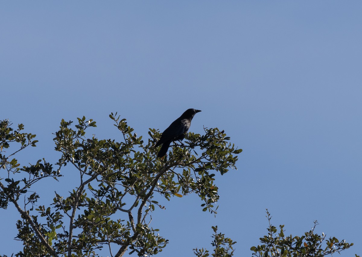 American Crow - ML645436150