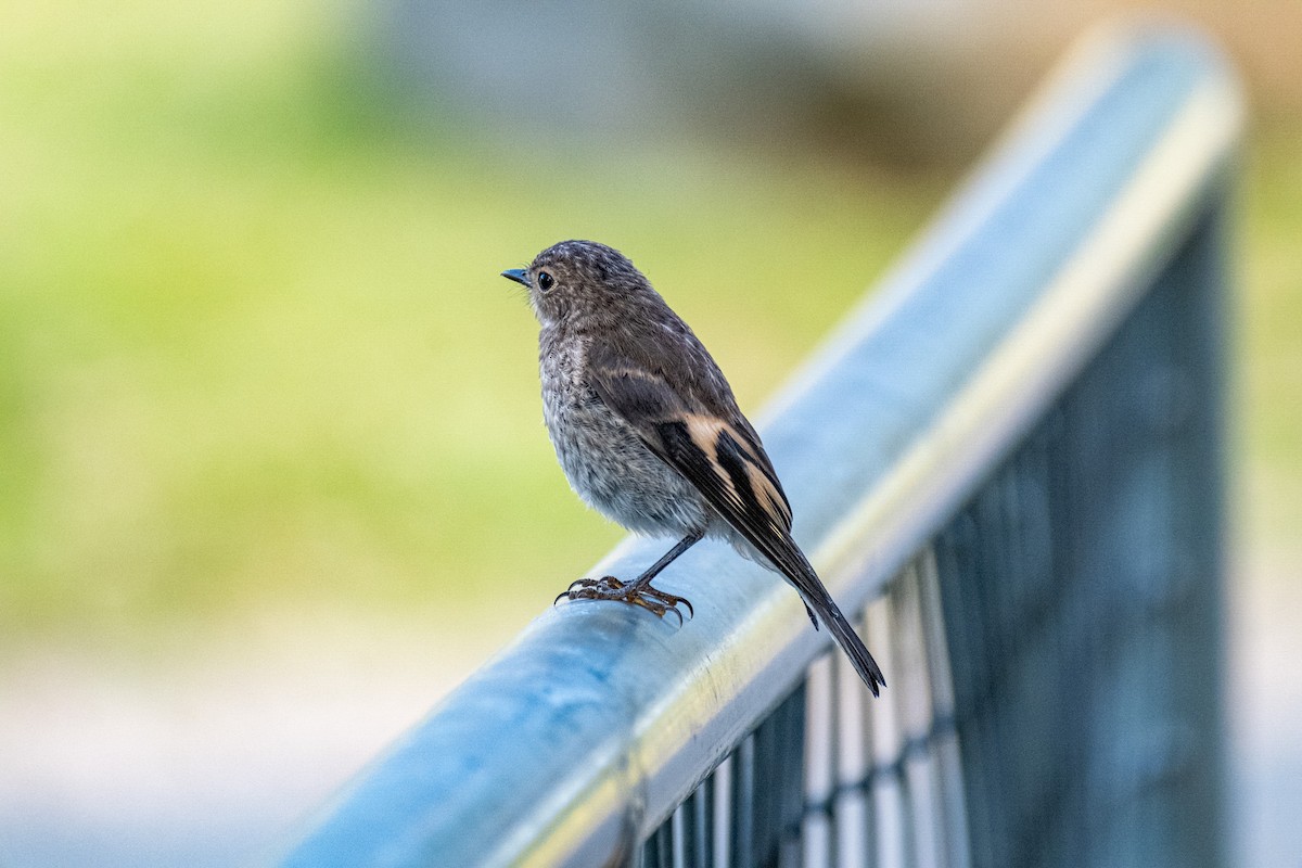 Flame Robin - ML645436174