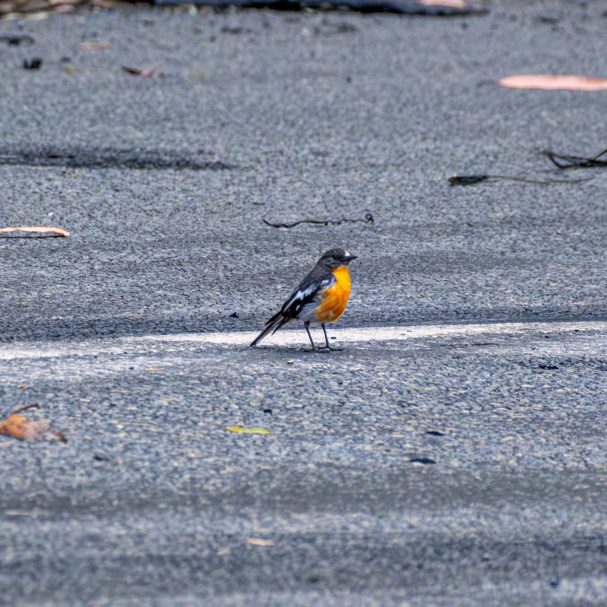 Flame Robin - ML645436175