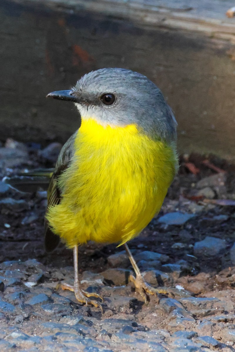 Королець жовтий - ML645436185