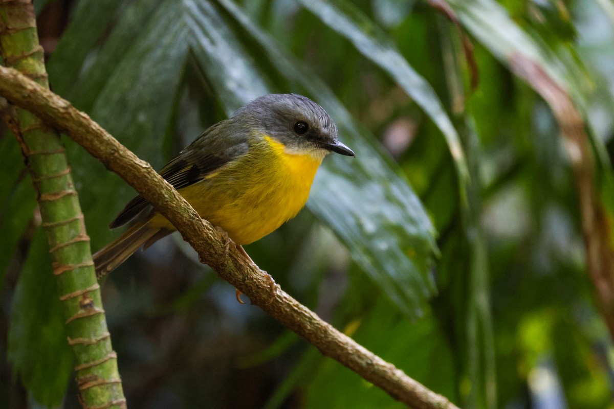 Королець жовтий - ML645436187