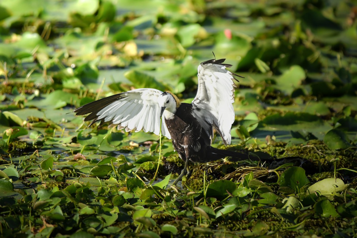 Pheasant-tailed Jacana - ML645436197