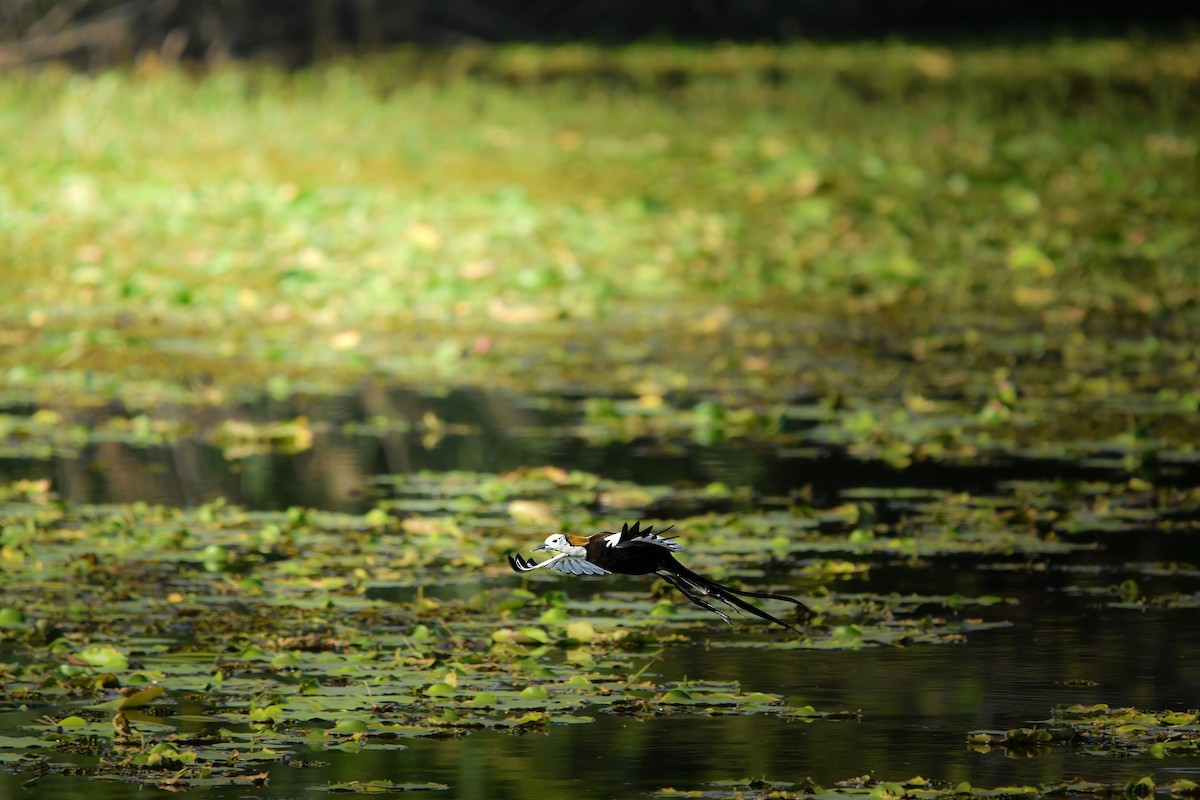Pheasant-tailed Jacana - ML645436198