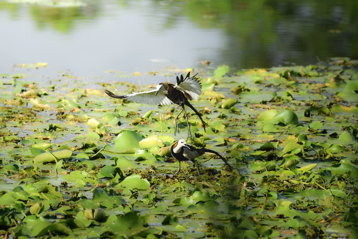 Pheasant-tailed Jacana - ML645436199