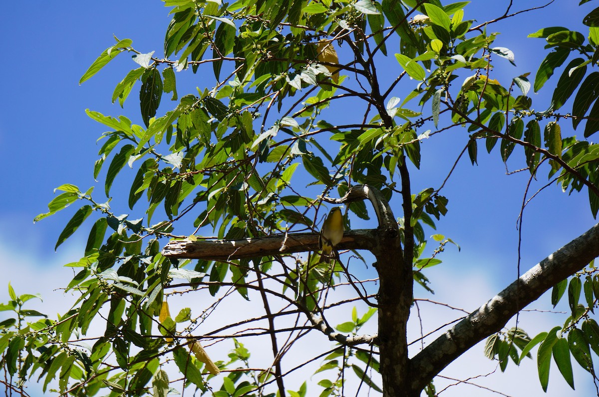 Filipin Gözlükçüsü - ML645436216