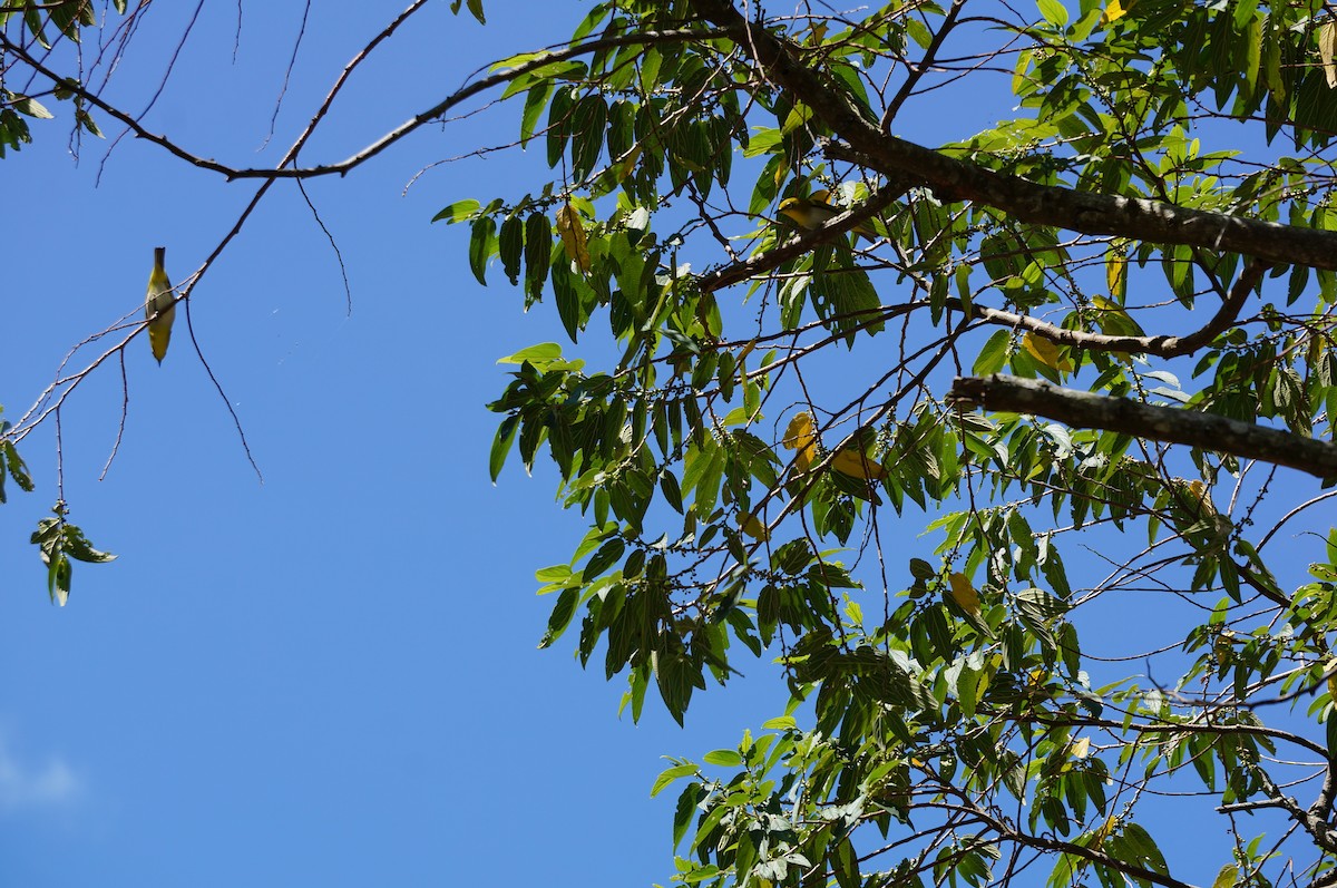 Filipin Gözlükçüsü - ML645436217