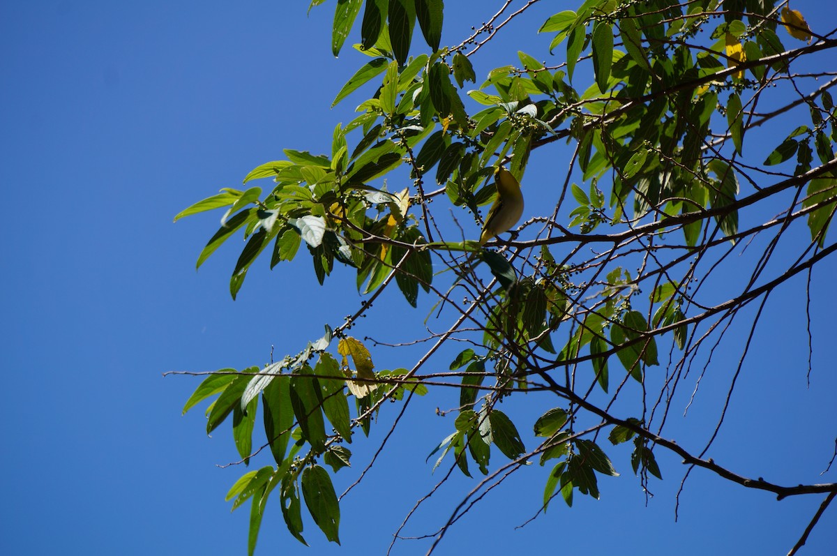 Filipin Gözlükçüsü - ML645436218