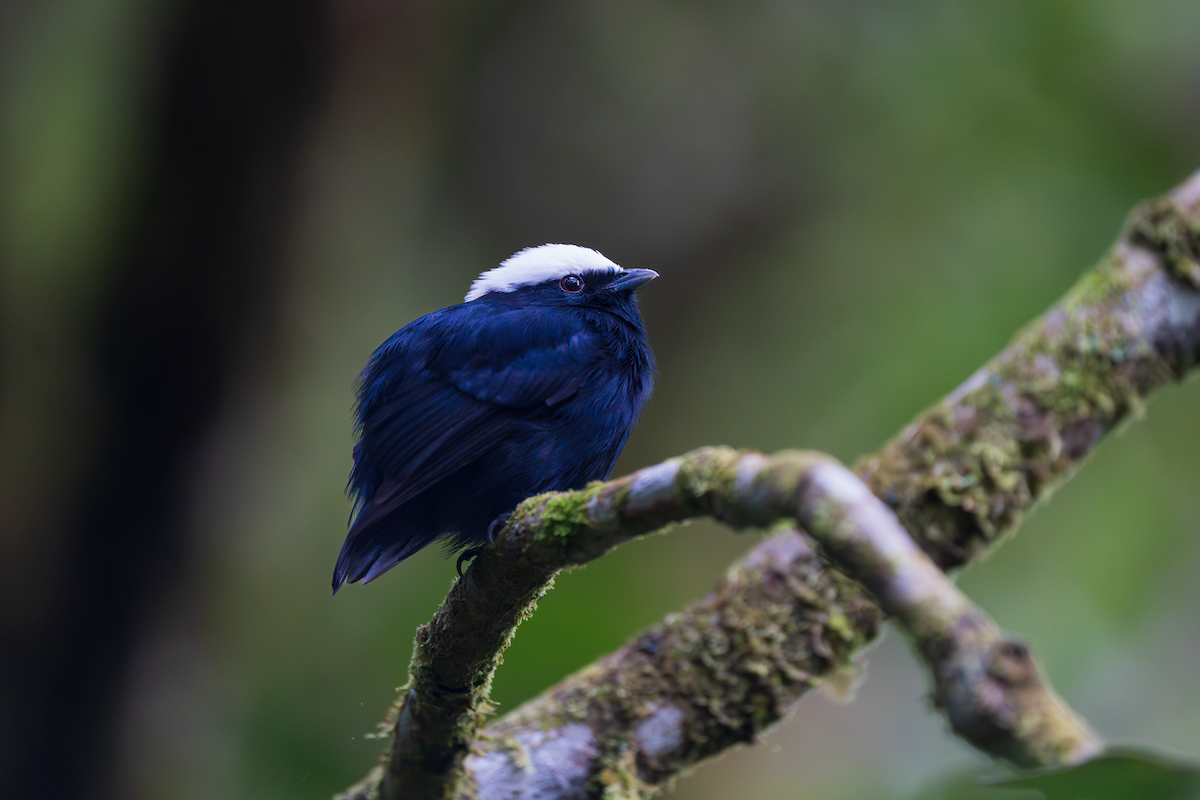 White-crowned Manakin - ML645436220