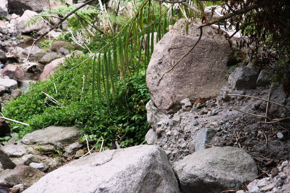 Luzon Adası Ardıcı - ML645436226