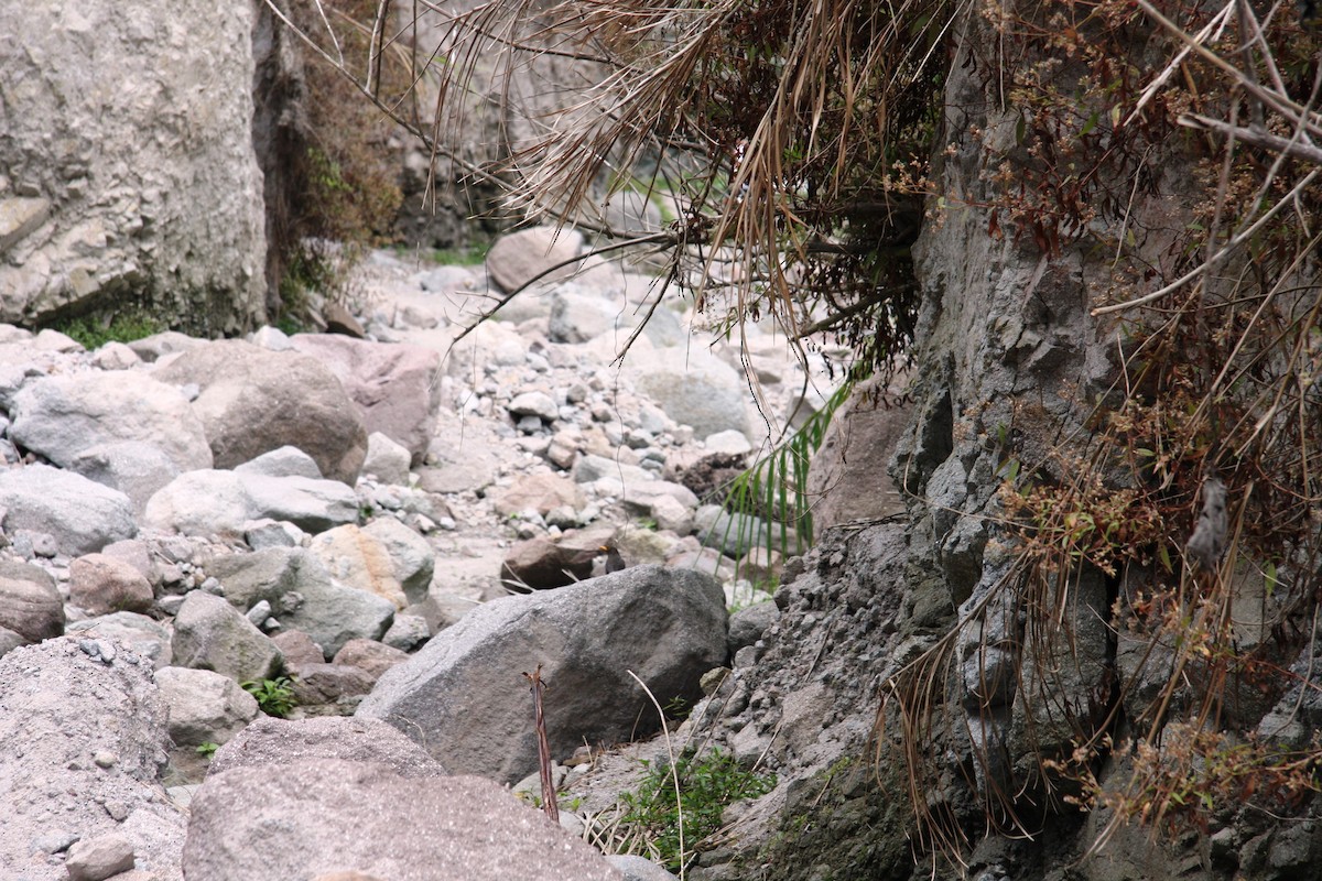 Luzon Adası Ardıcı - ML645436227