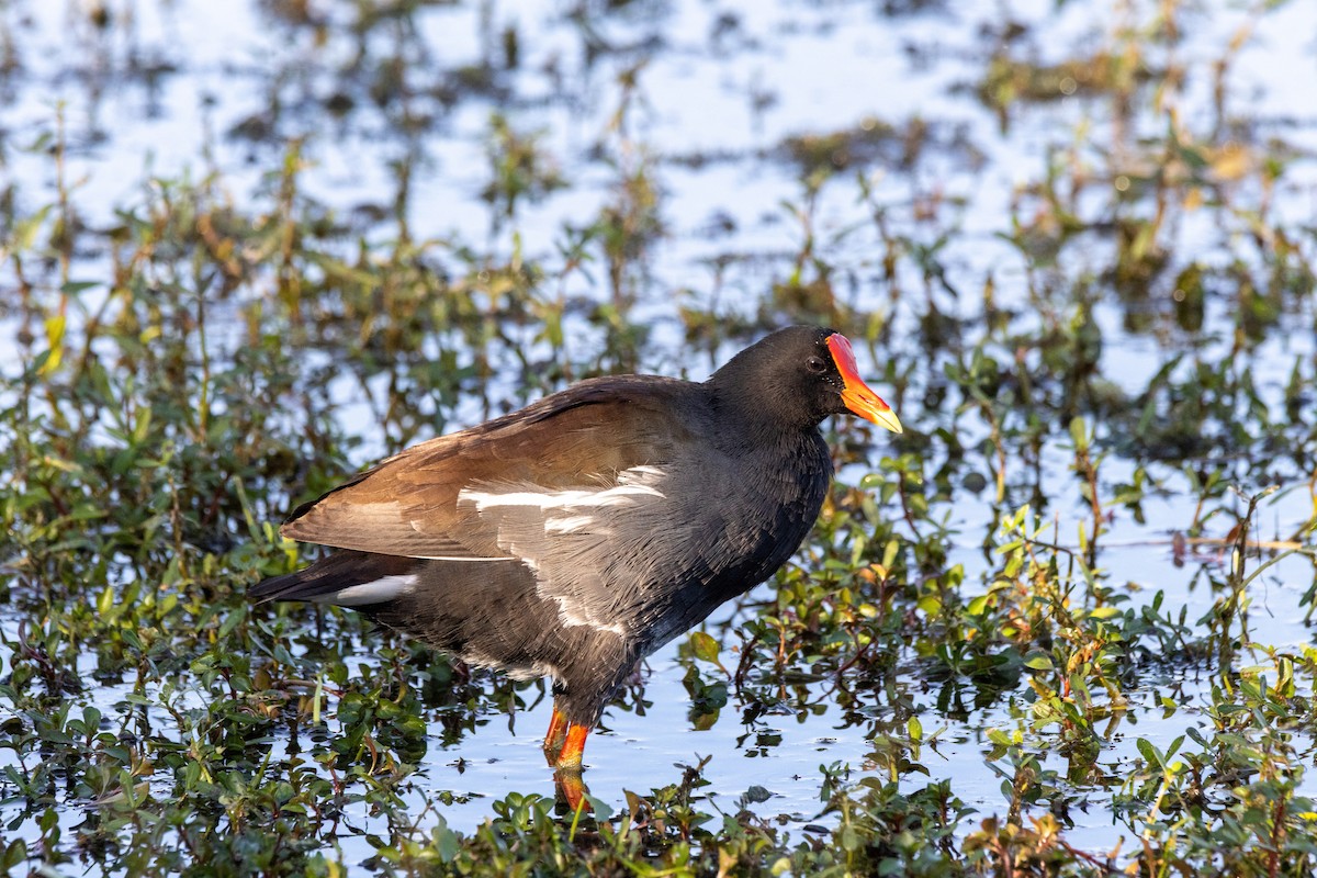 amerikasivhøne - ML645436242