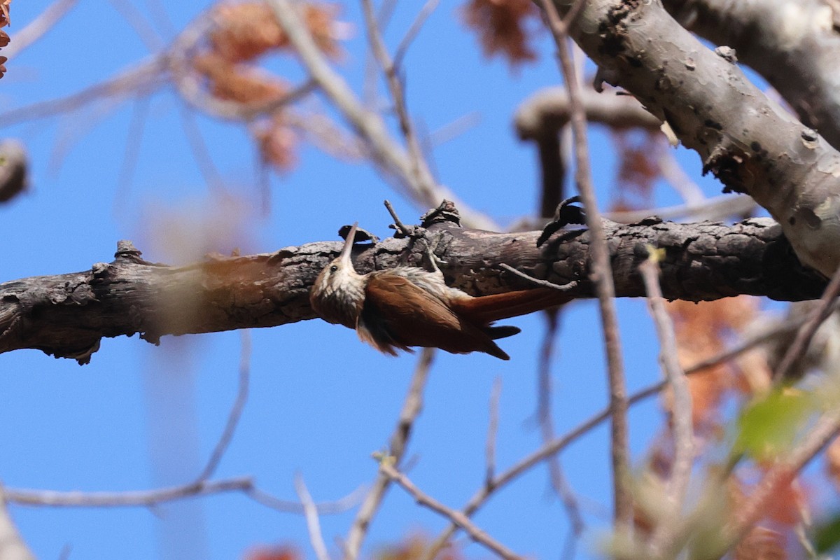 Narrow-billed Woodcreeper - ML645436245