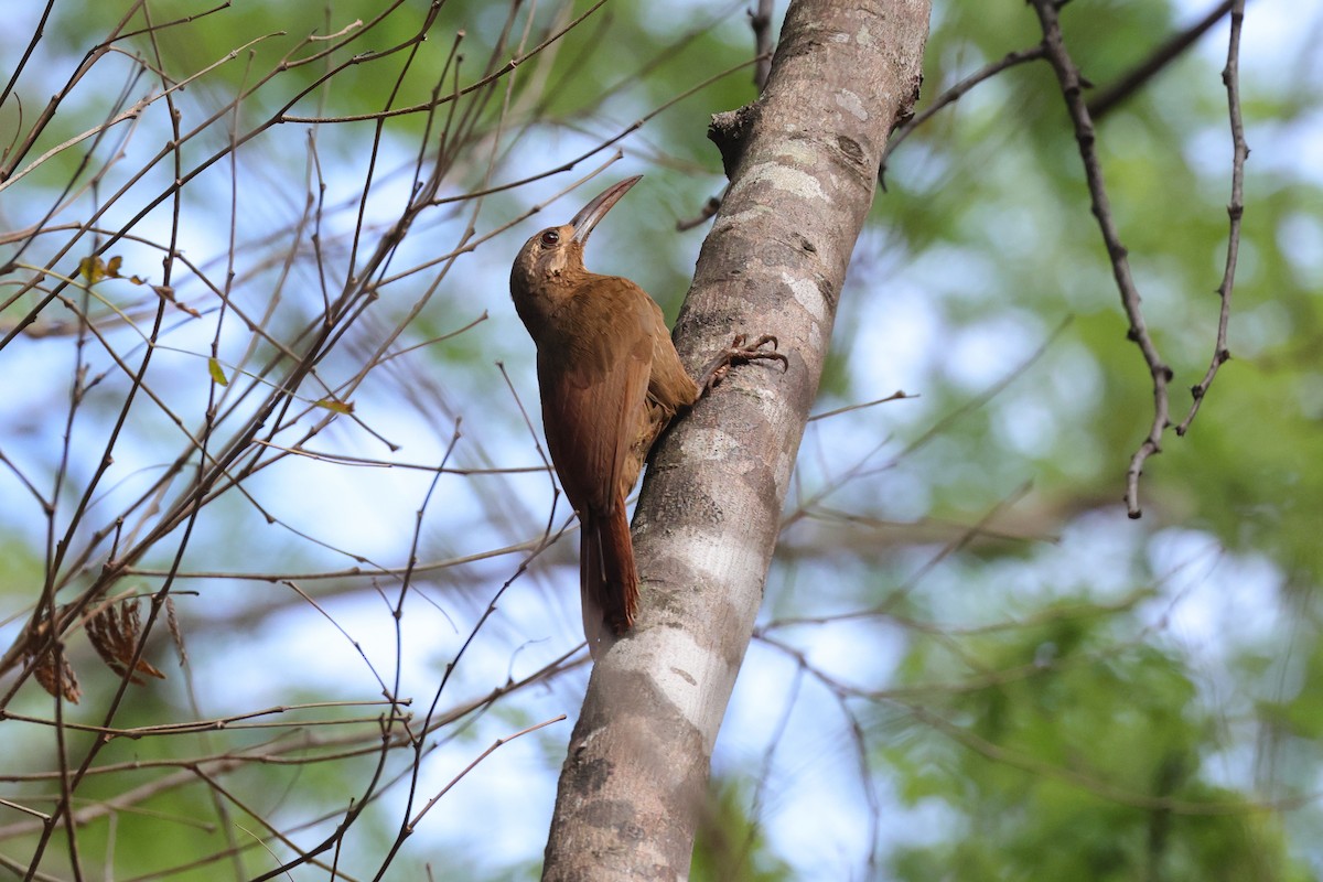 Moustached Woodcreeper - ML645436256