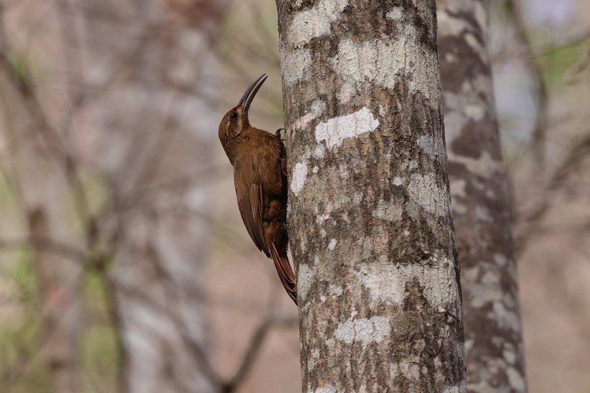 Moustached Woodcreeper - ML645436257