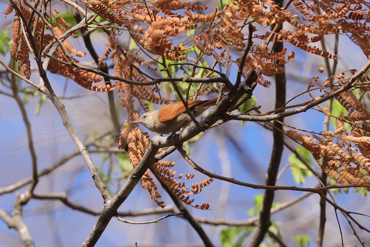 Gray-headed Spinetail - ML645436261