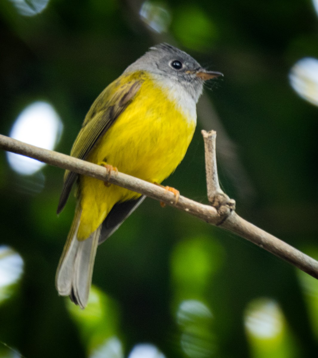 Gray-headed Canary-Flycatcher - ML645436263