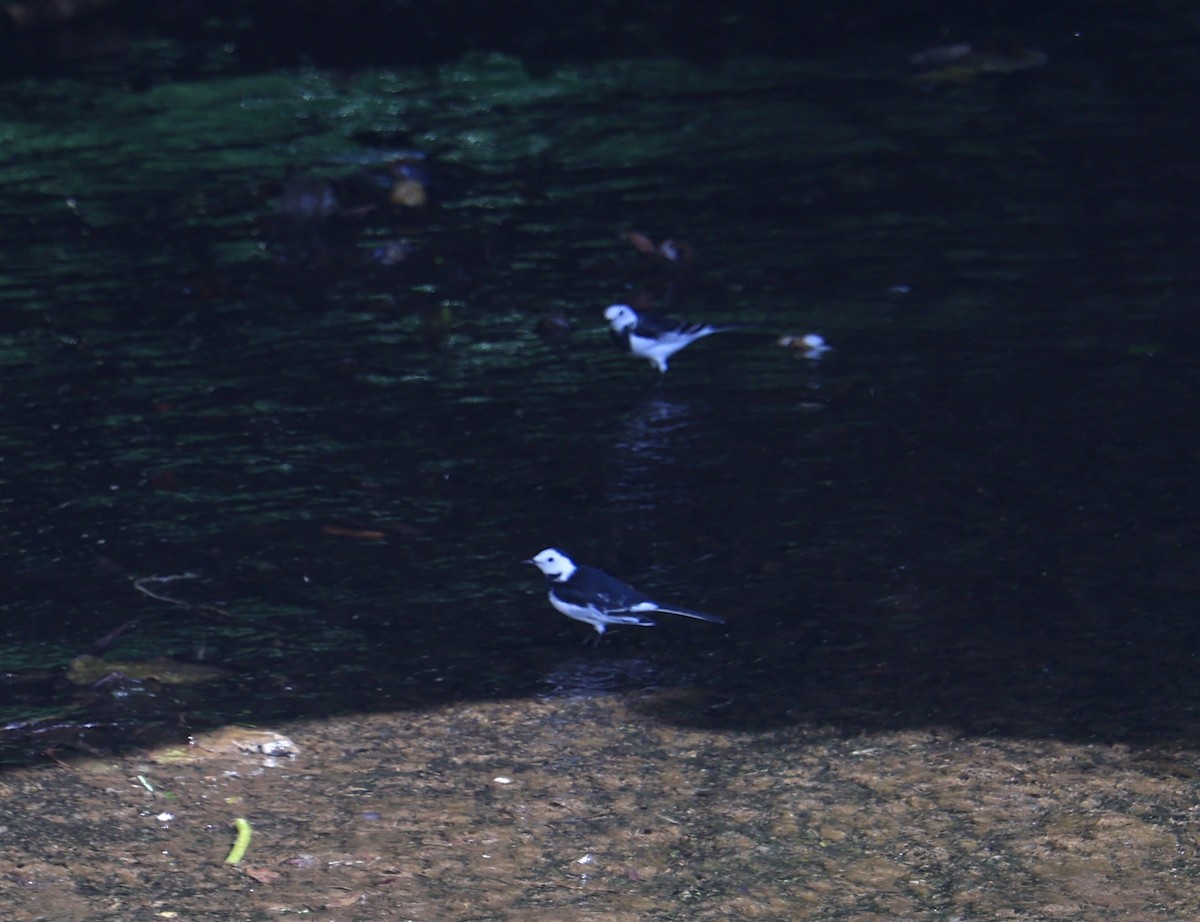 konipas bílý - ML645436264