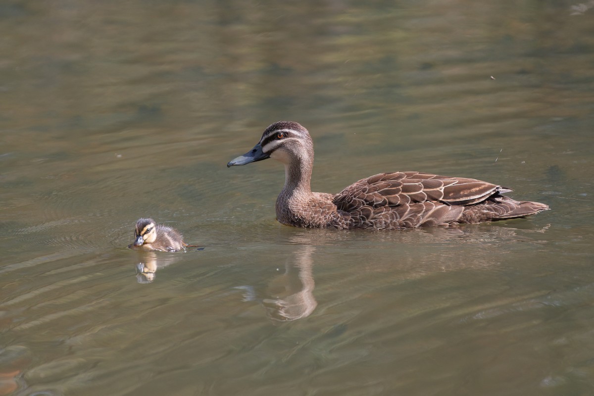 マミジロカルガモ - ML645436265