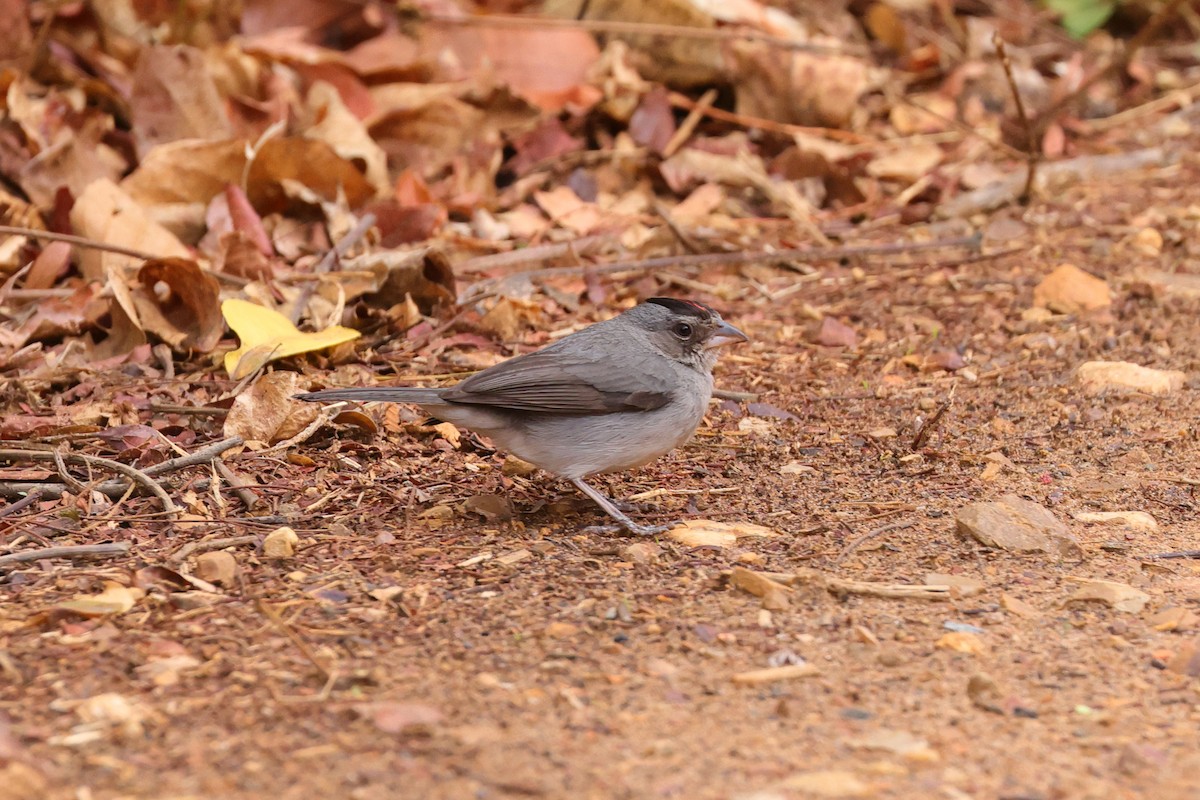 Pileated Finch - ML645436266