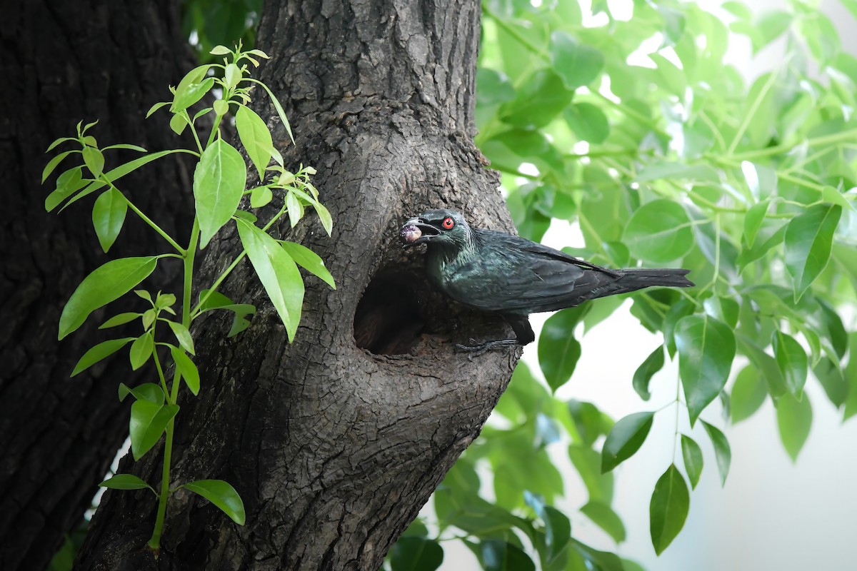 Asian Glossy Starling - ML645436271