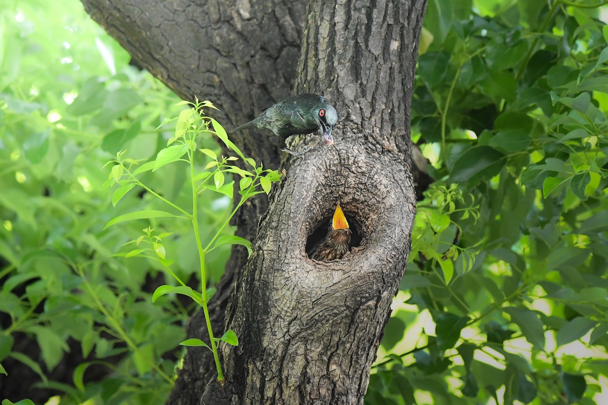 Asian Glossy Starling - ML645436272