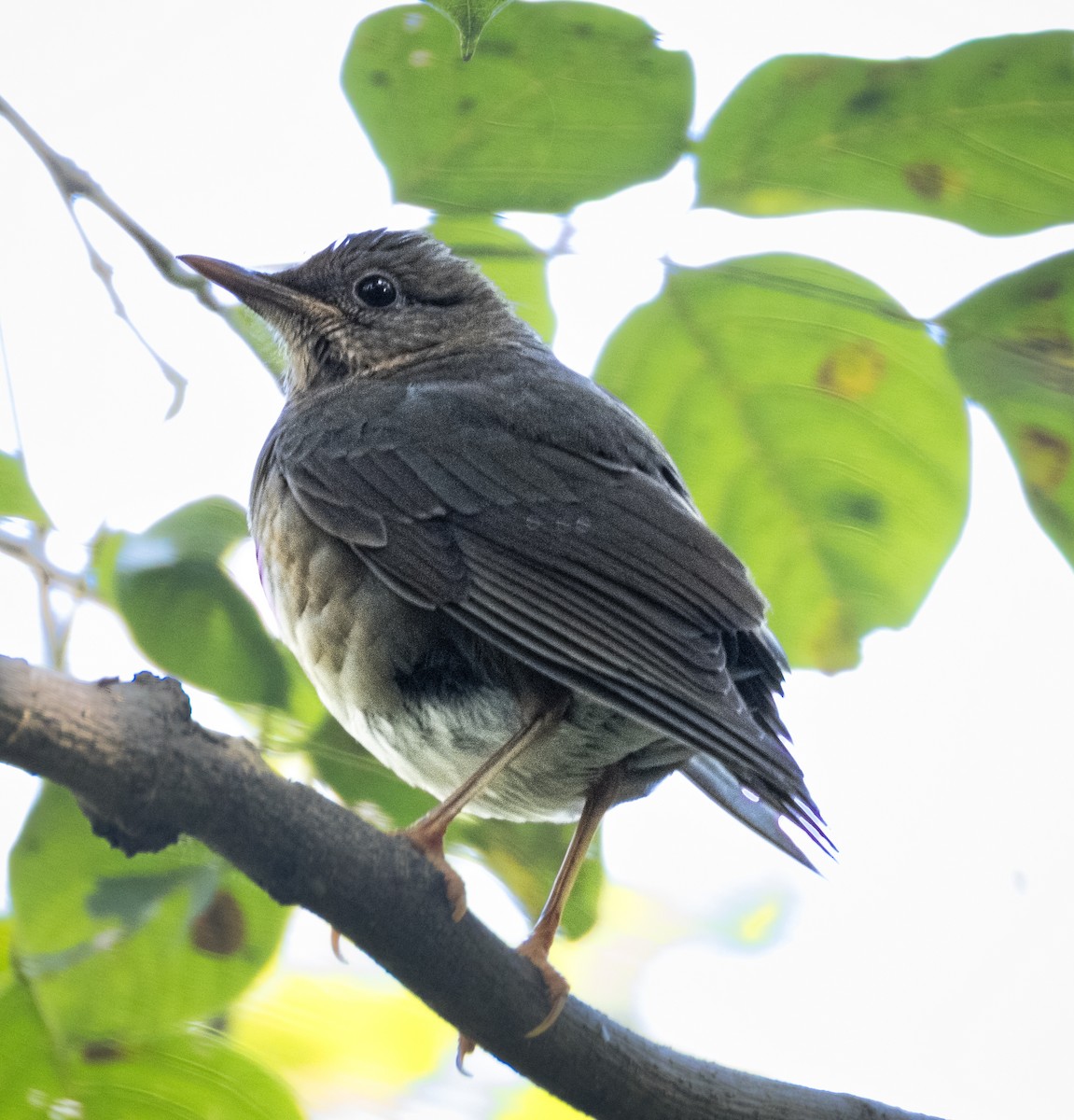 קיכלי תכלכל - ML645436278