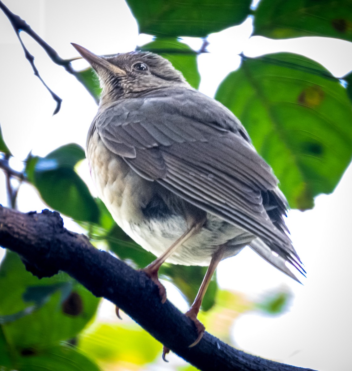 קיכלי תכלכל - ML645436279